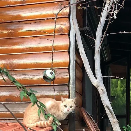 Casa vacanze Botanik Bungalov Datça
